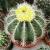 Ferocactus_glaucesens_2